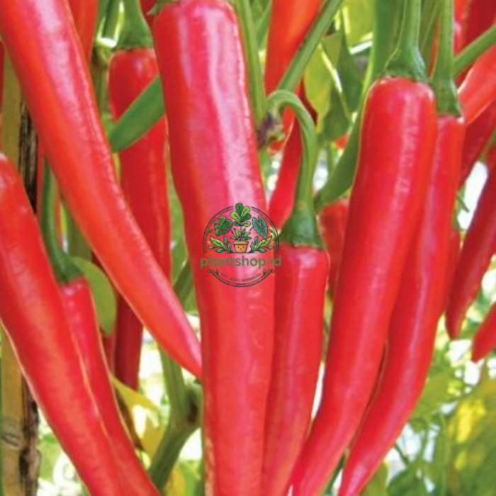 bibit cabe merah besar lokal super Plantshop id
