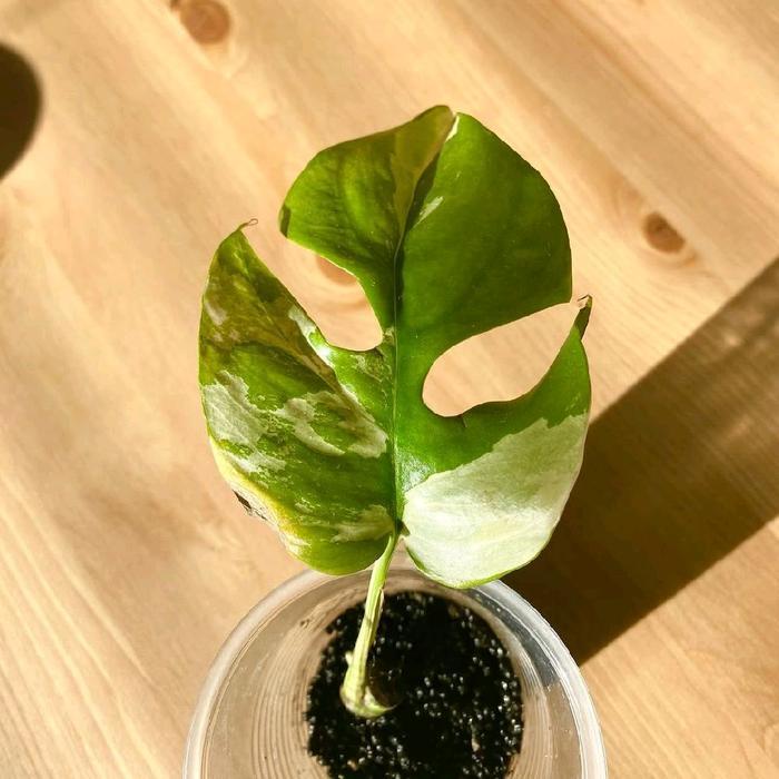 tanaman hias monstera minima varigata - monstera tetrasperma variegata - bibit 1 daun - monstera var