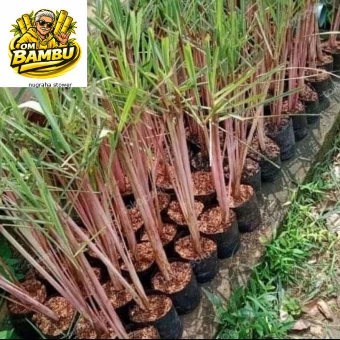 tanaman sereh wangi sereh merah 1 kg sereh wangi/sereh merah