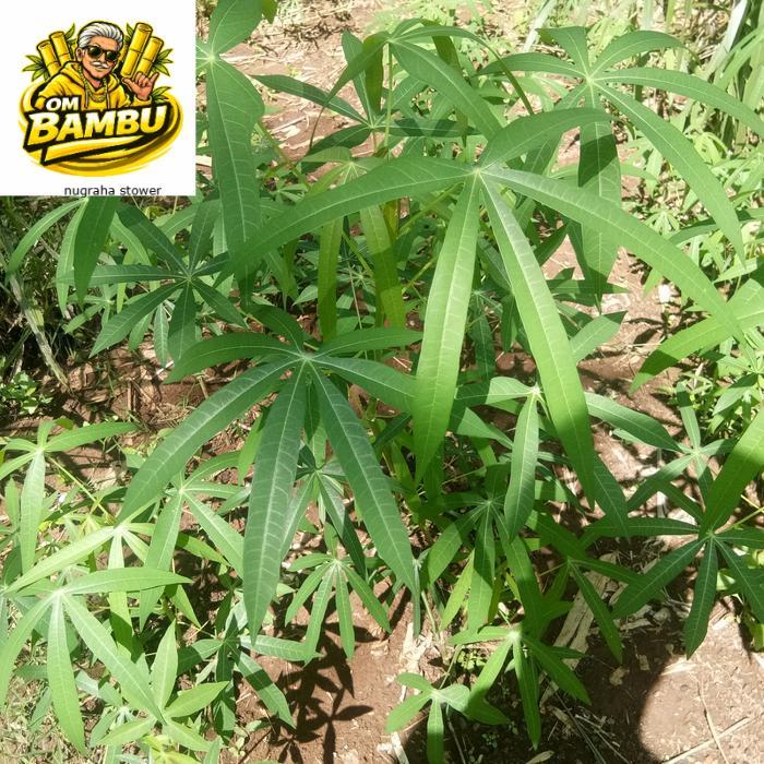 bibit singkong sayur daun sempit