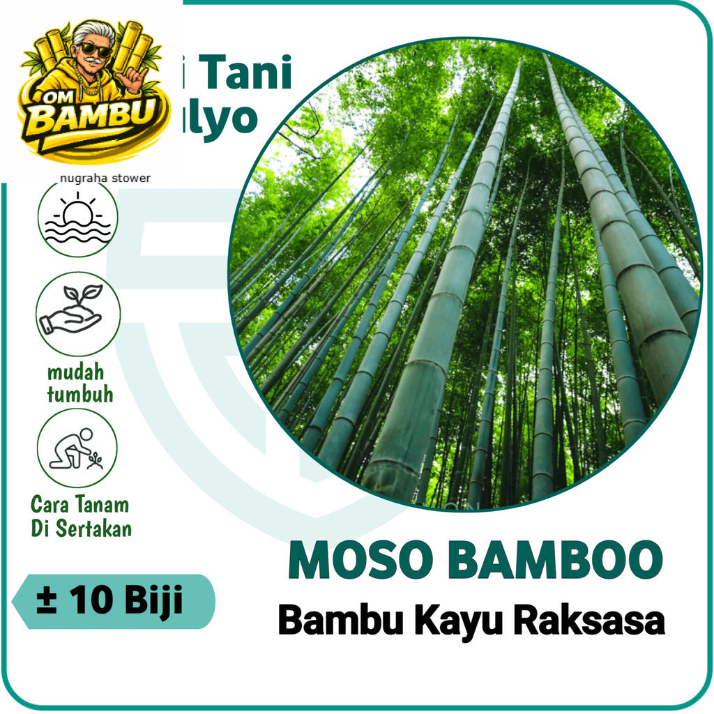 10 Biji Benih Tanaman Bambu Raksasa Hijau F1 Import / Benih Bambu / Biji Bambu / Bambu Raksasa / Kos