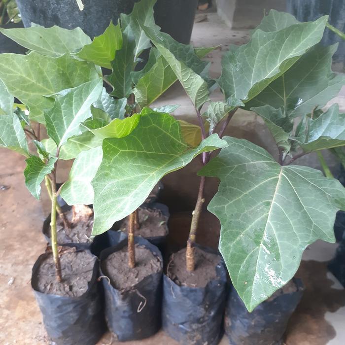 Bibit Tanaman Kecubung Ungu | Bibit Kecubung Herbal Asli