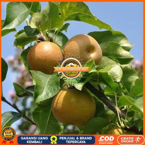 Bibit pohon buah pir coklat CV GLAMOUR ID