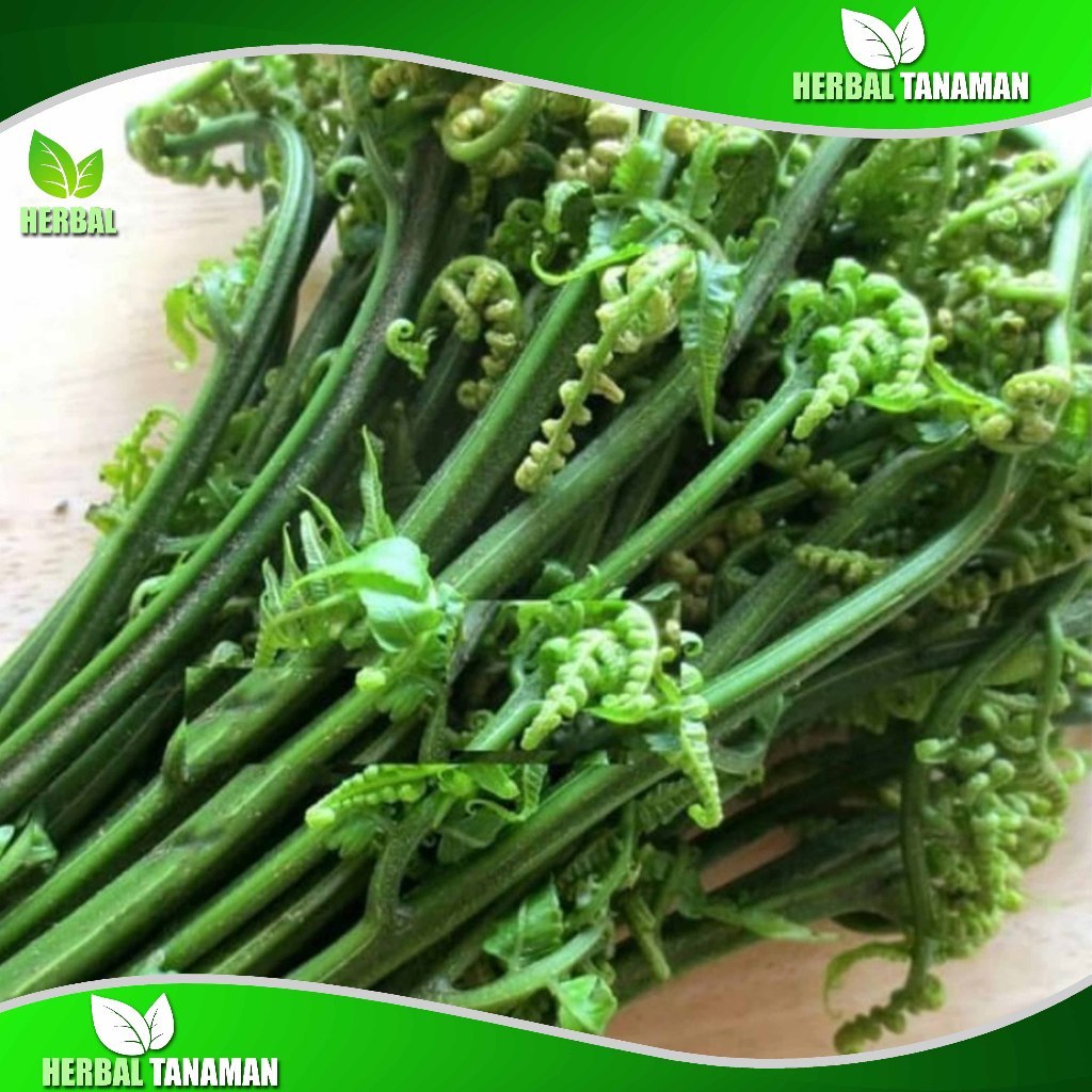 Sayur Pakis Segar 1 Kg - Pakis Sayur Fresh