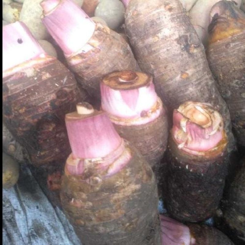 Buah Keladi Segar 1kg Umbi Hitam