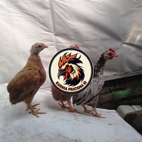 Telur ayam tukung / telur ayam hias / telur fertil asli KURNIA PRATAMA ID