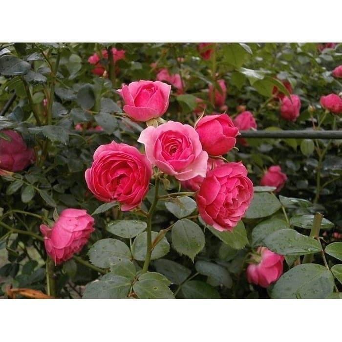 tanaman hias bunga mawar jepang pink - Tanaman Hias Hidup - Bunga Mawar - Bunga Hias Mawar - Tanaman