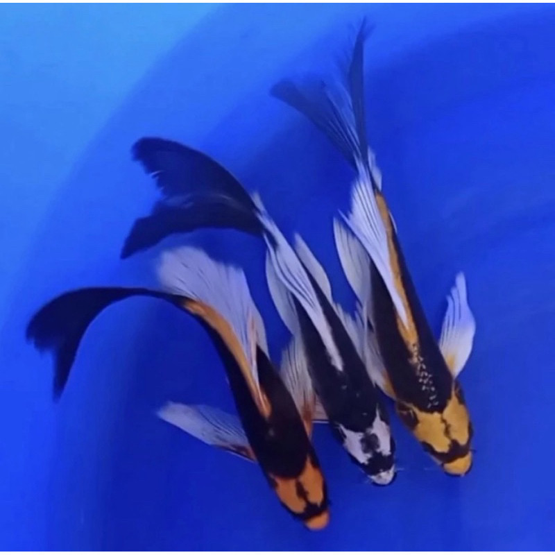 COD Ikan Koi Kabuto Slayer size 9-13 cm