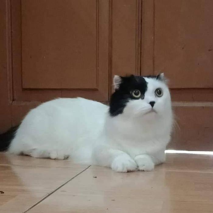 Kucing munchkin fold / kucing gaelic fold