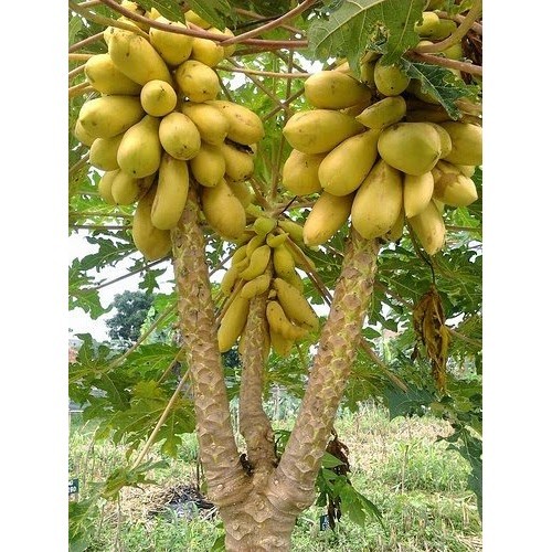 50 BENIH BENIH BIBIT PEPAYA EMAS PEPAYA GOLDEN MEXICO