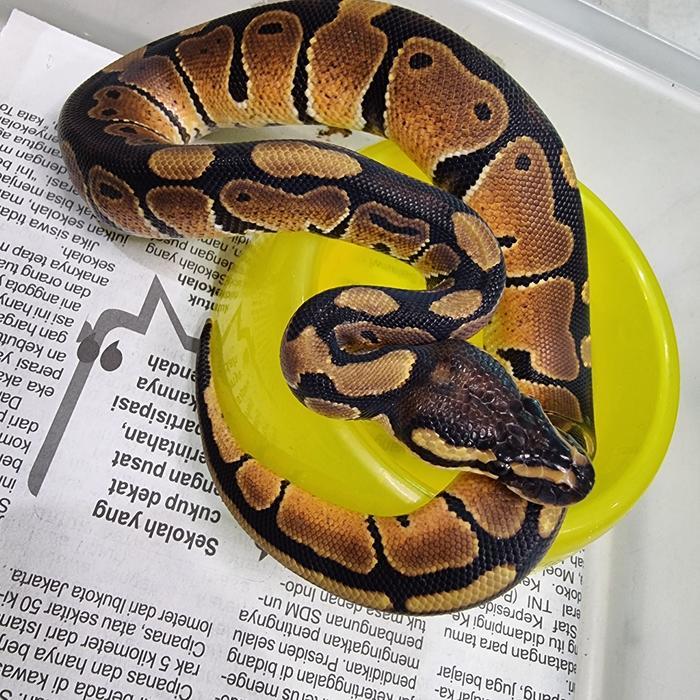 ball python normal