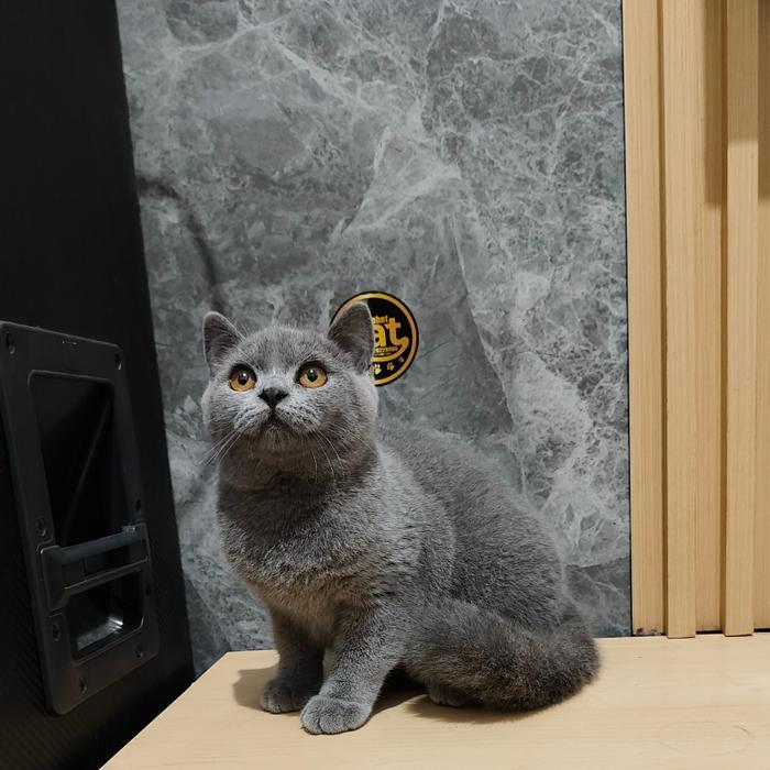 kucing british short hair pure blue solid