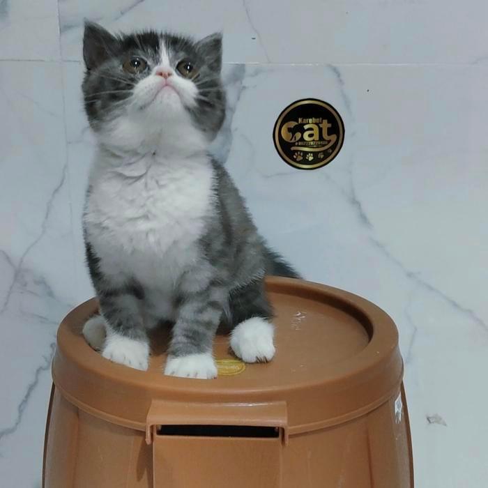 kucing british bicolor abu silver