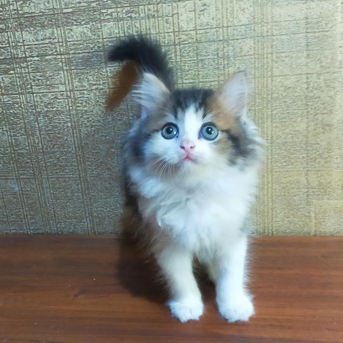 kucing maincone norwegian