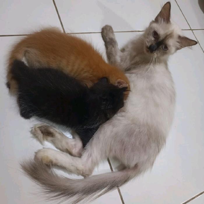 Lepas Adopsi Kucing Persia Induk & 2 anaknya warna orange & hitam cakep murah