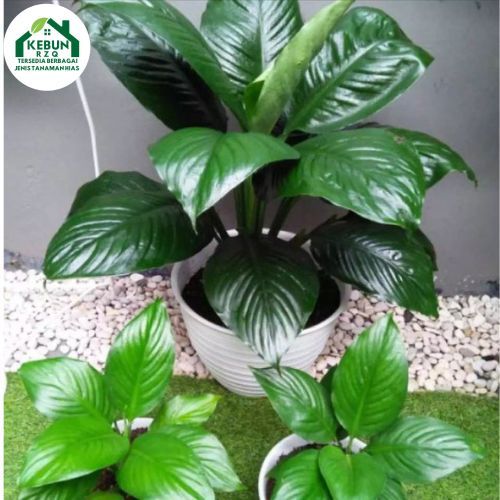 Bibit Tanaman Hias Spathifyllum Bangkok Manaloa