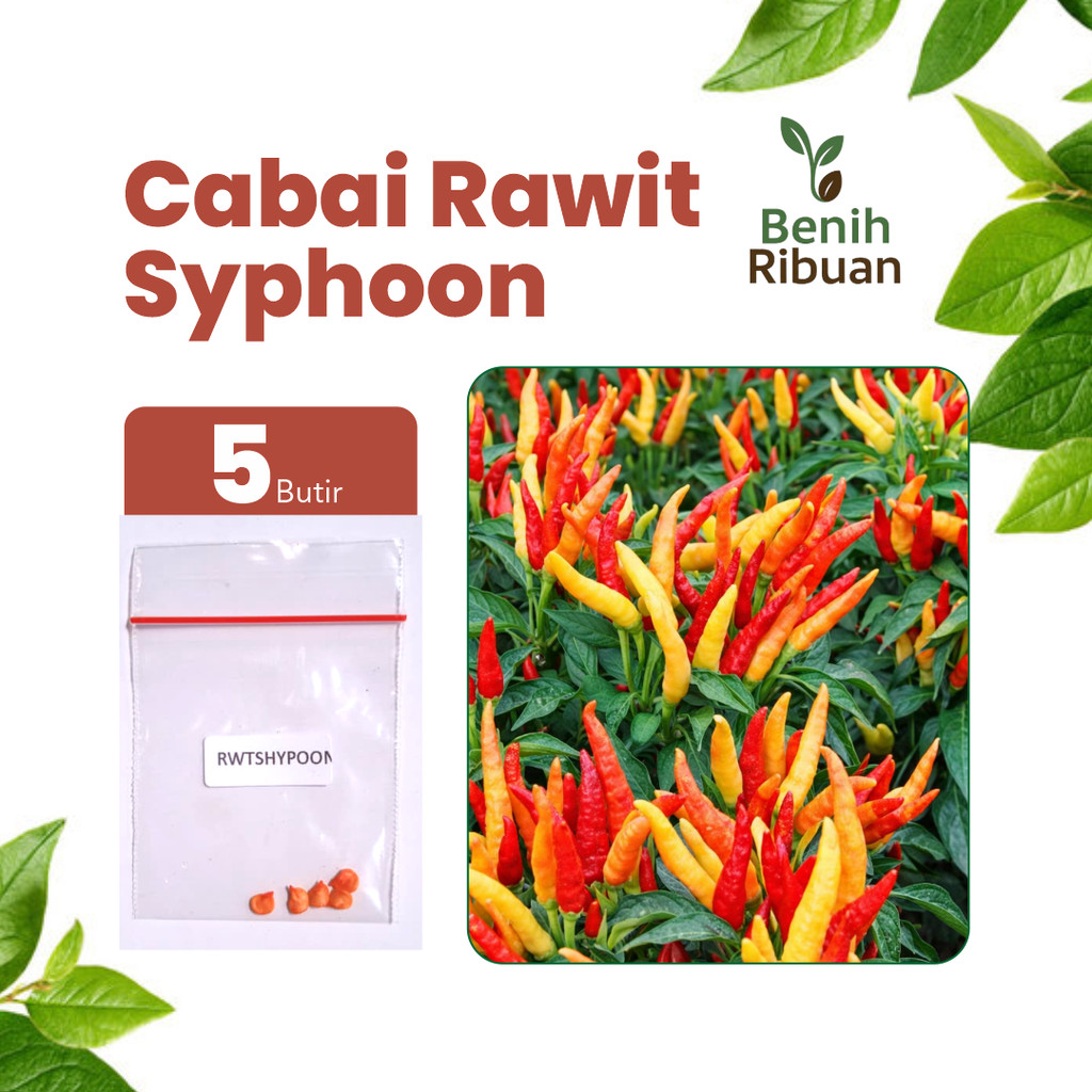 BENIH RIBUAN - Benih Cabai Rawit Shypoon, Bibit Cabe Rawit Unggul Benih Cabe Rawit Super Pedas