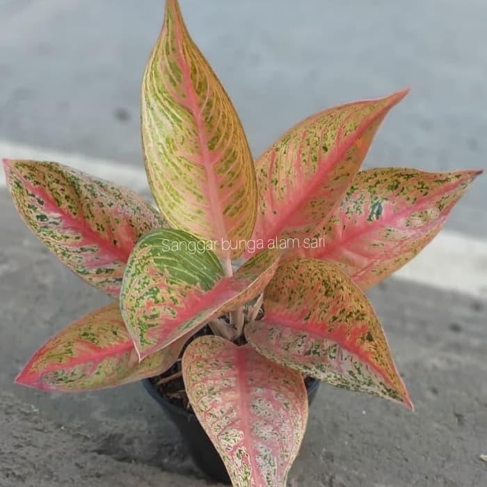 Tanaman Hias Indor Aglonema Legaci +pot