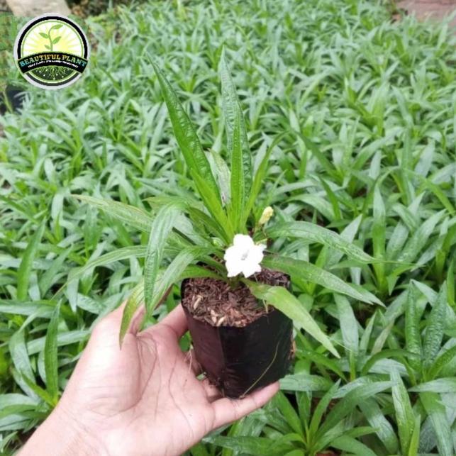 Tanaman Ruelia Putih - Ruellia Bunga Putih - Rolia Mini Putih Rawellia