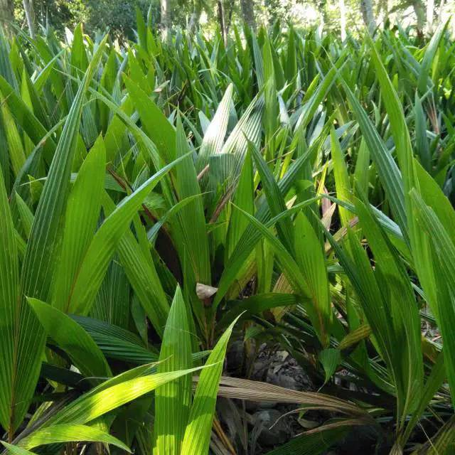 Bibit Kelapa Hijau Asli // bibit kelapa ijo) hijau// bibit kelapa