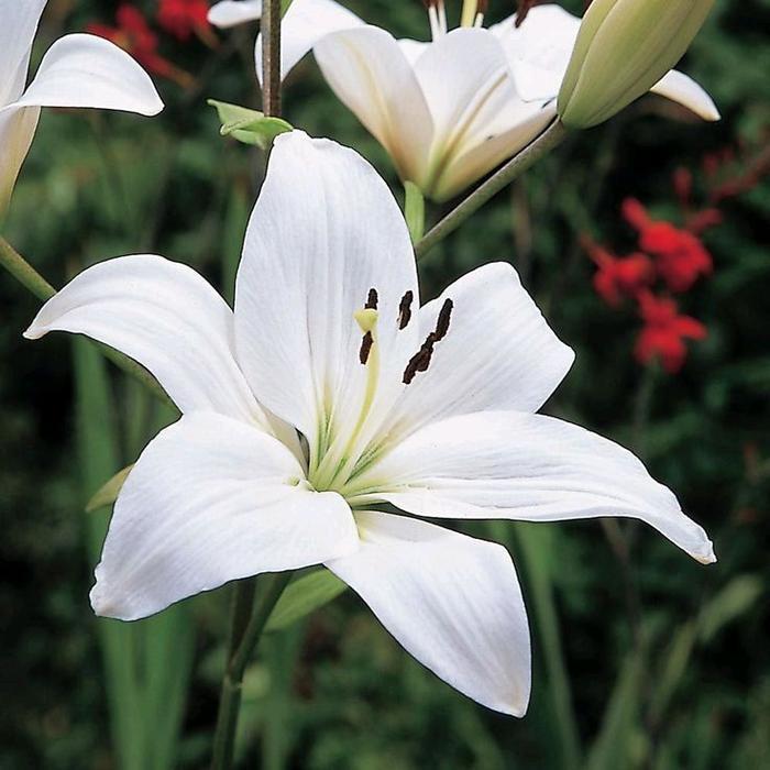 bunga bakung - bunga amarilis /bakung - tanaman hias bunga bakung - bibit bunga bakung Gantung wrapp