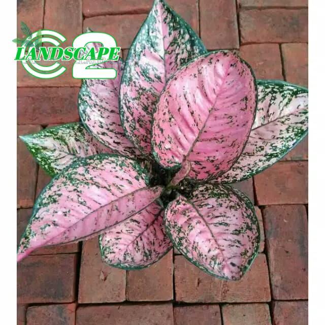 Tanaman hias Aglonema Ruby pink - Bunga hias aglonema