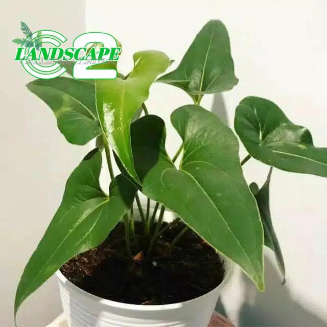 anthurium corong - tanaman hias anthurium corong