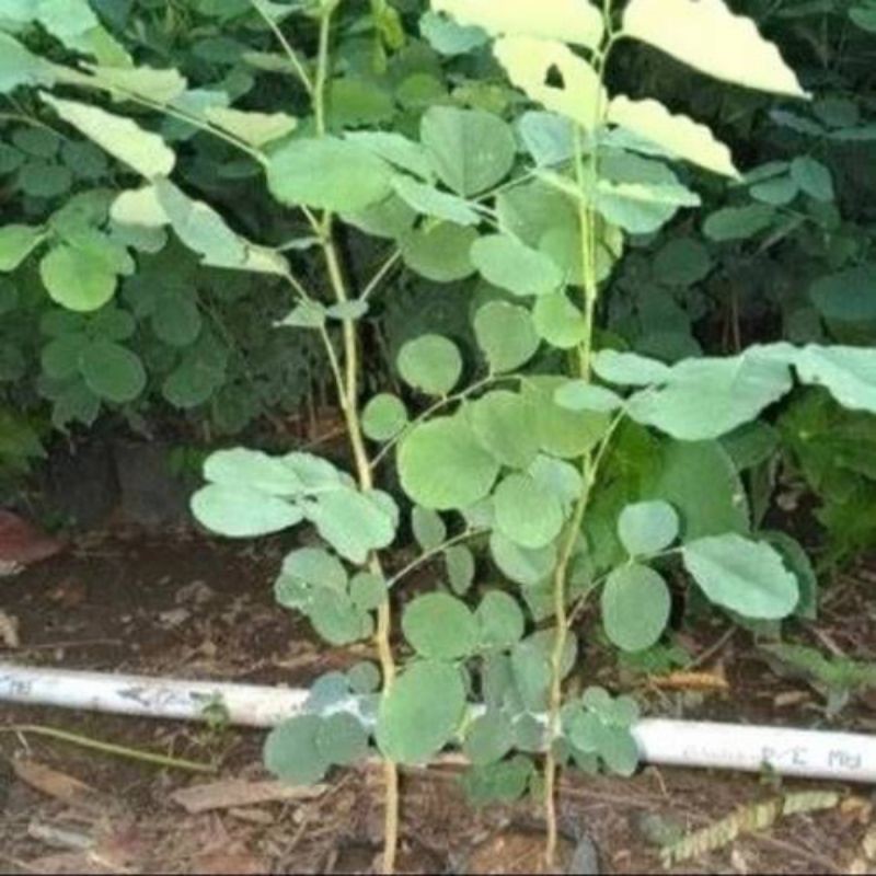 Bibit Pohon Sonokeling Siap Tanam | Bibit Tanaman Kayu Sonokeling