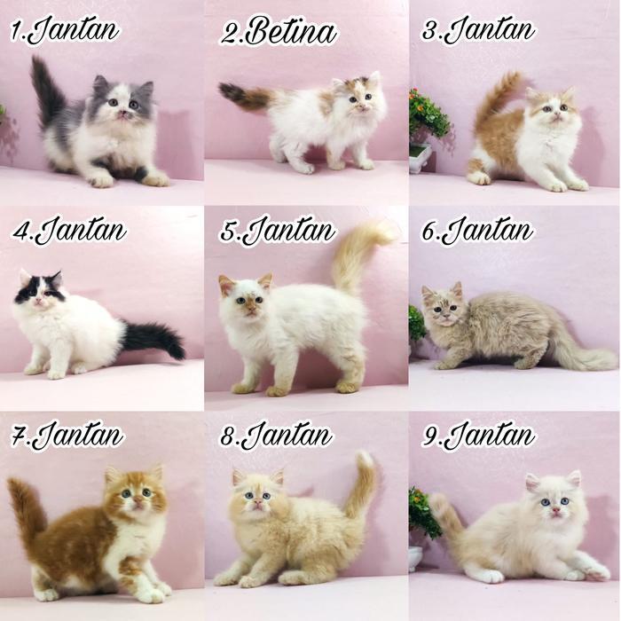 kucing kitten persia anggora himalaya ragdoll