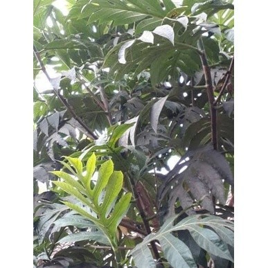 daun sukun segar 1kg/daun sukun 1 kg ,