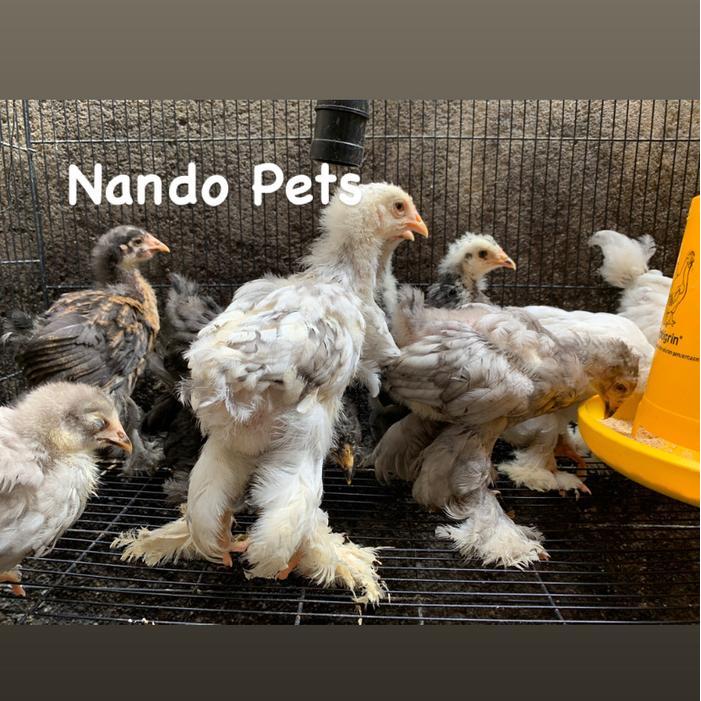 Ayam Brahma Import Original Anakan Usia 1 Bulanan Up