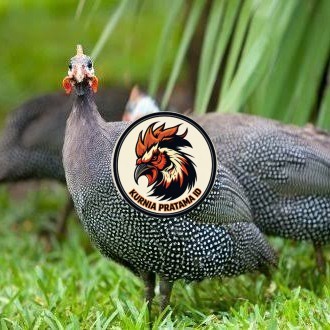 Telur ayam mutiara hias fertil asli siap ditetaskan - ayam mutiara KURNIA PRATAMA ID