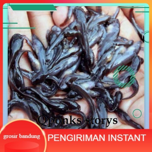 bibit lele sangkuriang ukuran 5-6 cm per 100  ekor GROSIR BANDUNG