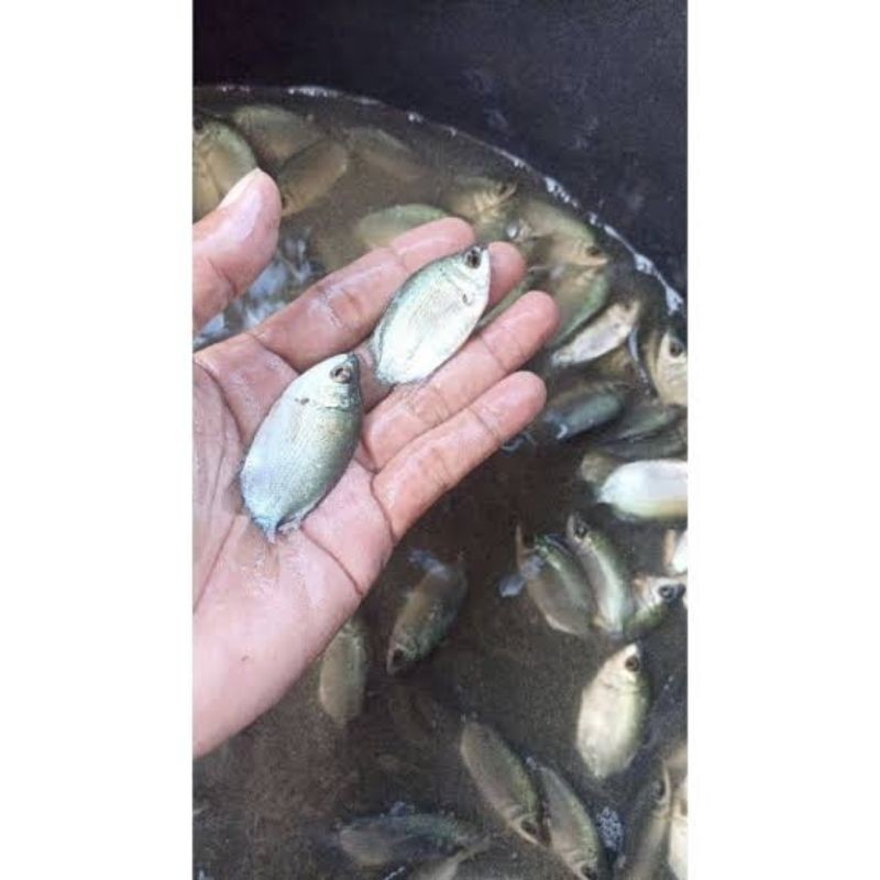 bibit / benih ikan tembakang / tarabakan ukuran 1 - 2 jari per 500 ekor