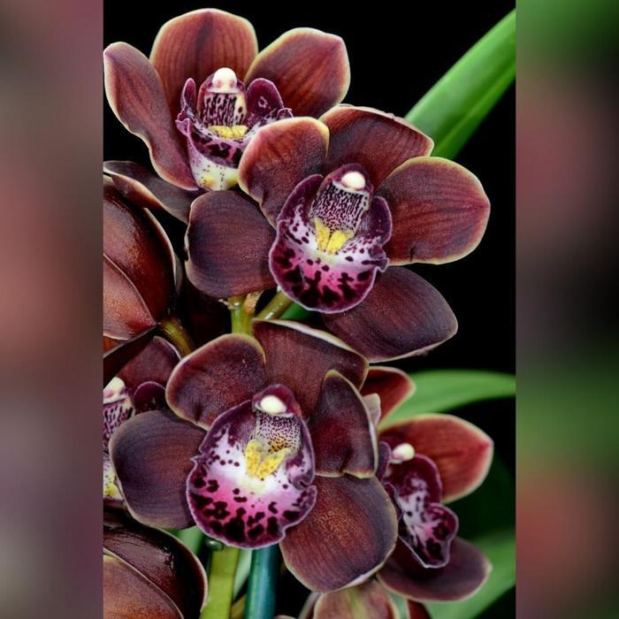 Anggrek Cymbidium Mini Wonder Chocolate Dewasa - Anggrek Tanah IB
