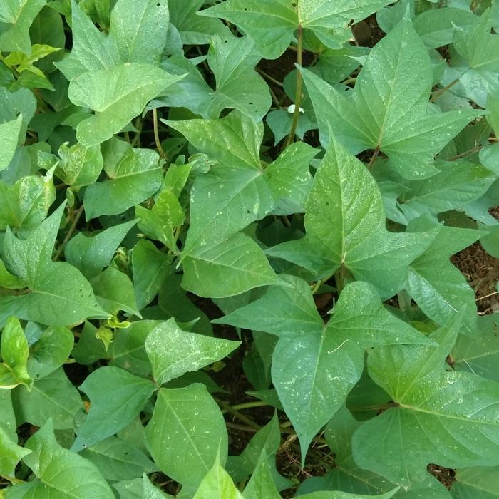 Bibit Ubi Jalar Jepang warna ungu dan kuning 50stek