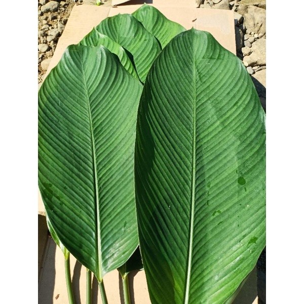 Daun PATAT segar (Maranta arundinacea) Termurah Perlembar