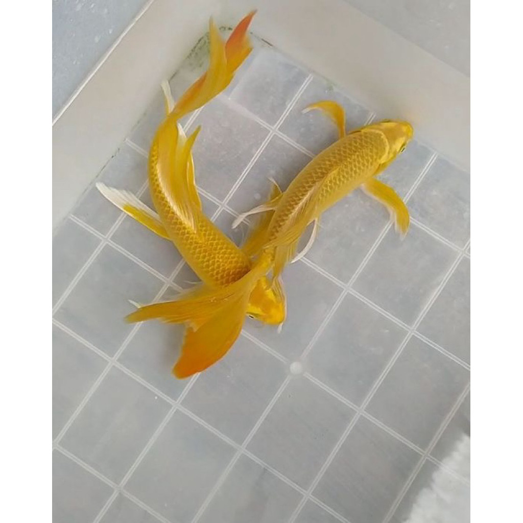 koi yamabuki ogon berkualitas slayer/non slayer size 15-18 bisa COD