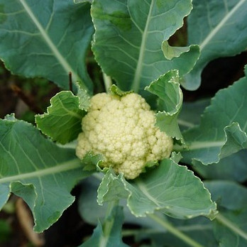 TERMURAH - Bibit Kembang Kol