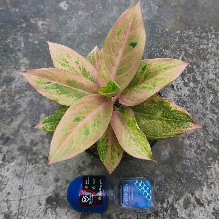 bibit tanaman hias aglonema sofie//bibit aglonema