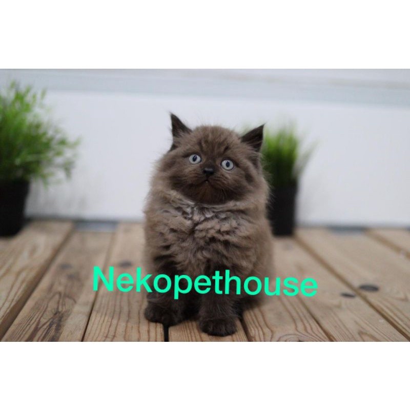 Kucing Kitten Persia Himalaya Unik 2.5 Bulan