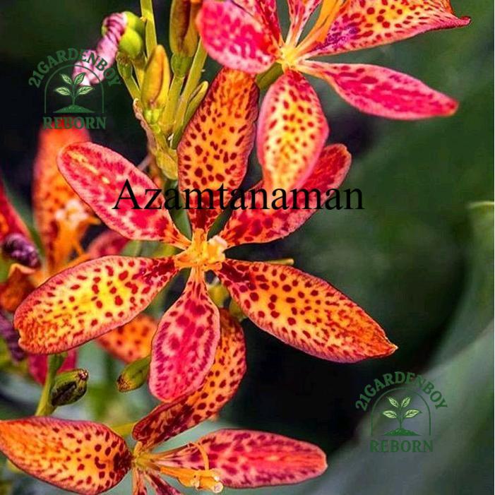 (PROMO MURAH)  Tanaman Hias Anggrek Dendrobium Siap Berbunga - Pot Plastik/Polibag dengan Tanah