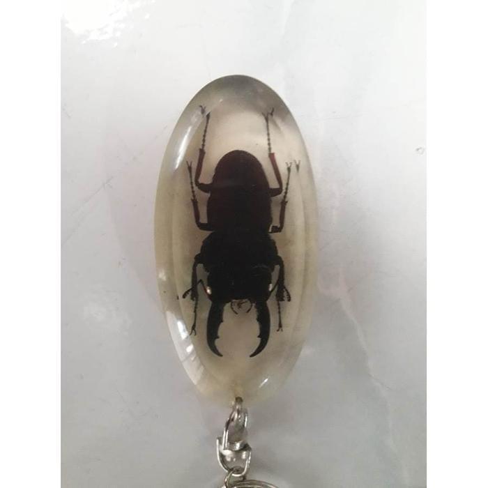 GANTUNGAN KUNCI RESIN SERANGGA JEPANG ASLI  KUWAGATA MUSHI