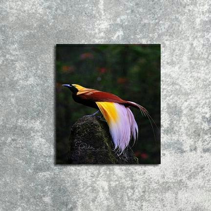 Poster Dekor Hiasan Dinding Burung Cendrawasih Big Salle 