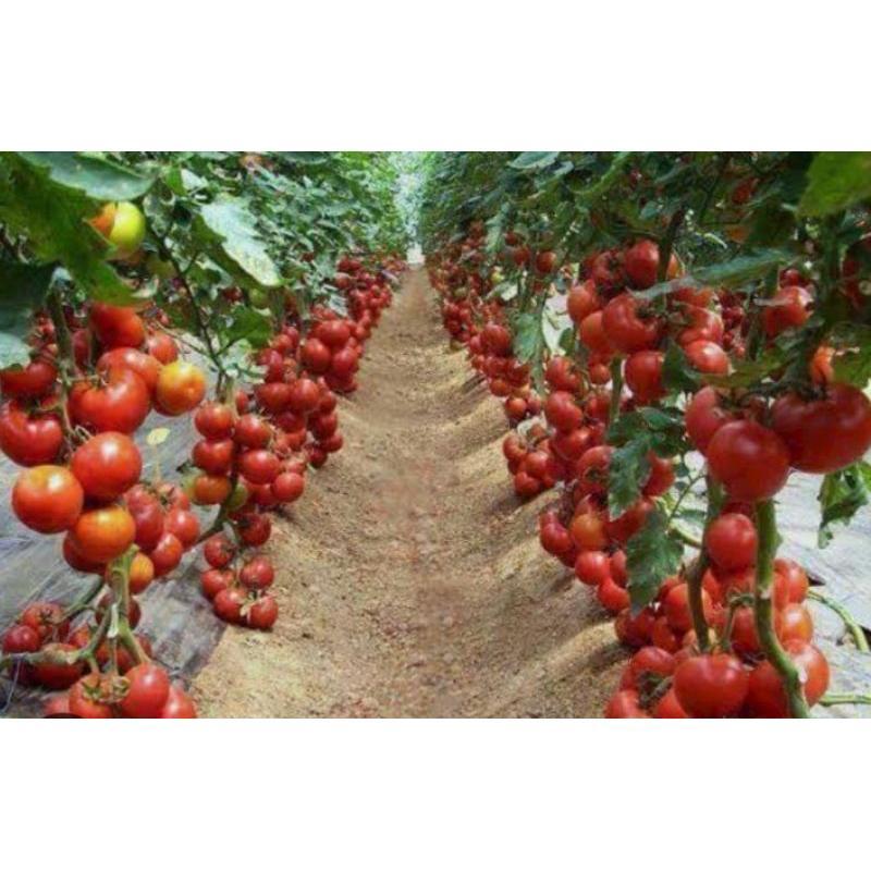 100 Biji/ Benih Tomat Unggul Hibrida f1 Buah Lebat Biji Benih Tanaman Tomat