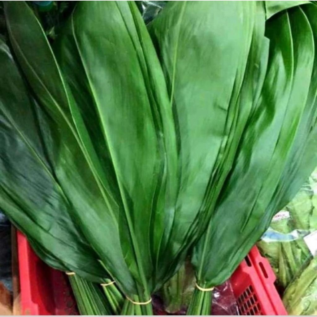 daun hanjuang bungkus bacang