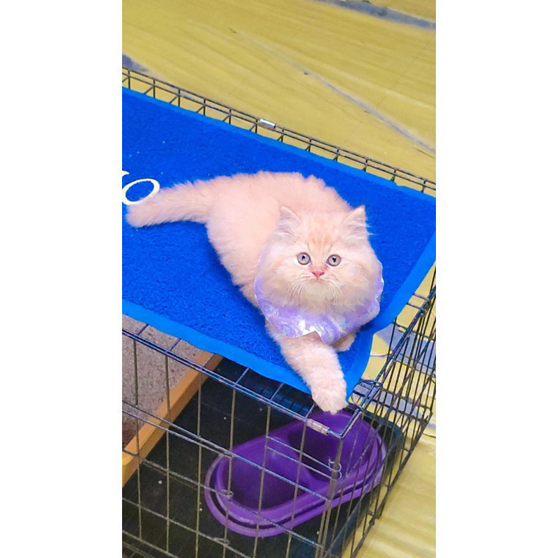kucing persia jantan