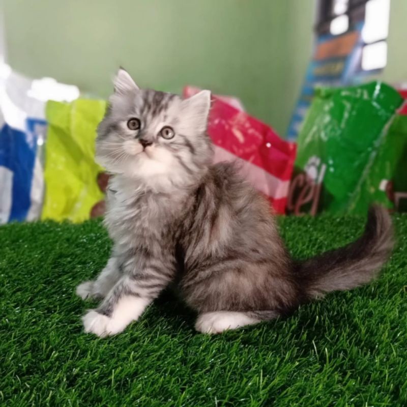 jual anak kucing mainecoon/Norwegian/persia lucu