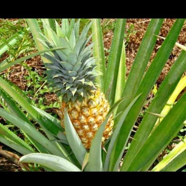 bibit nanas madu