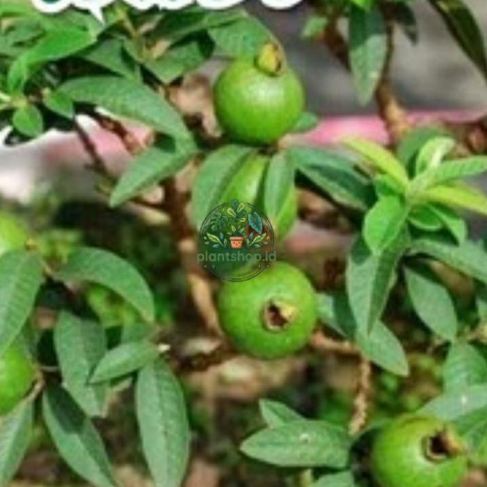 bibit jambu biji krikil super Plantshop id